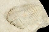 Calymene Celebra Trilobite - Ohio #188825-1